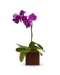 Orquidea-Lilas-350×438-1-e1622929301638.jpg